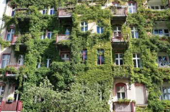 Ściana budynku mieszkalnego porośnięta zielonym pnączem
